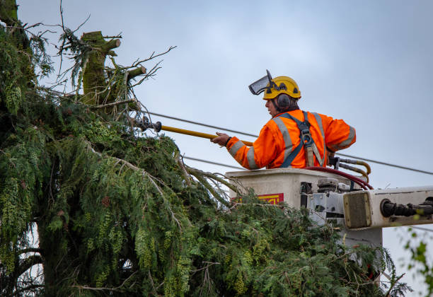 How Our Tree Care Process Works  in  Riverdale, IL