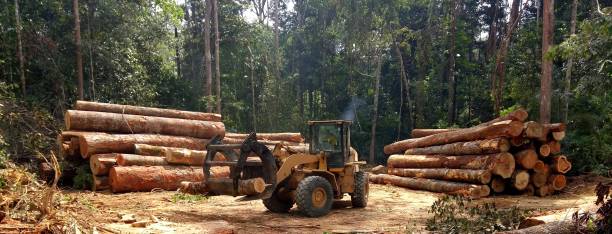 Reliable Riverdale, IL Tree Care Solutions